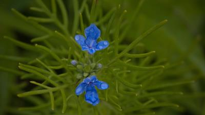 Flowers grass herb 4k wallpaper