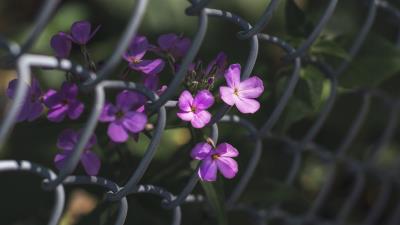 Flowers mesh fence 4k wallpaper