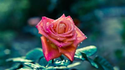 Flowers rose petals stem focus 4k wallpaper