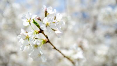 Flowers spring bloom branch 4k wallpaper