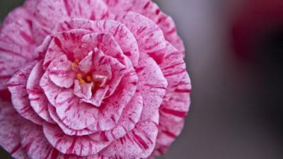 Flowers stripes lines petal 4k wallpaper