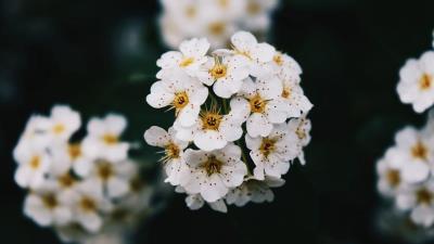 Flowers white bloom 4k wallpaper