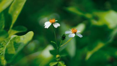 Flowers white macro 4k wallpaper