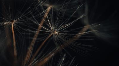 Fluff macro plant 4k wallpaper