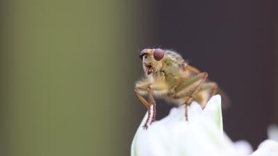 Fly insect macro 4k wallpaper