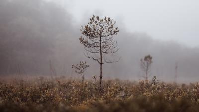 Grass blur fog 4k wallpaper