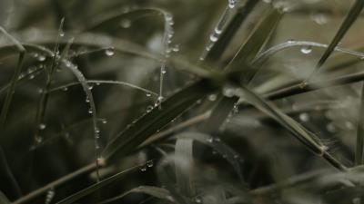 Grass dew drops photography 4k wallpaper