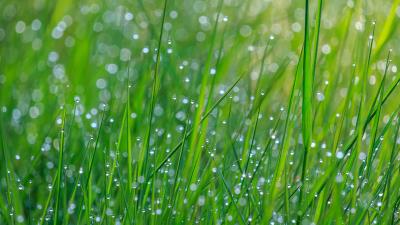 Grass dew drops 4k wallpaper