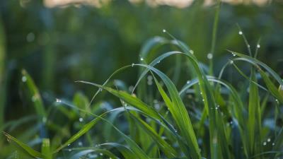 Grass drops dew photography 4k wallpaper