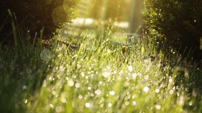 Grass drops dew shado 4k wallpaper