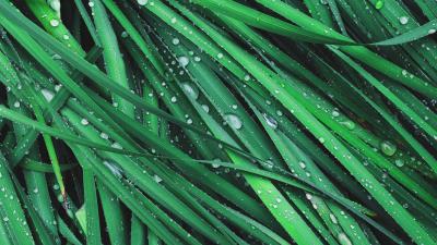 Grass drops dew 4k wallpaper