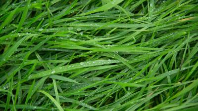 Grass drops green 4k wallpaper