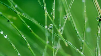 Grass drops macro 4k wallpaper