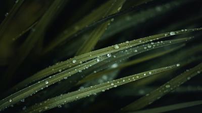 Grass drops water photography 4k wallpaper