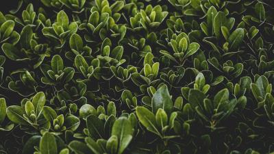 Grass leaves bush 4k wallpaper
