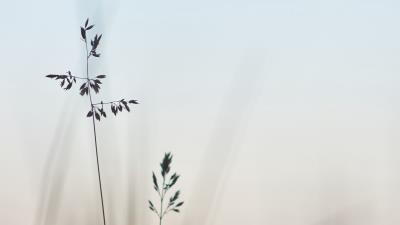 Grass macro closeup 4k wallpaper