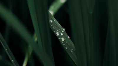 Grass macro drops photography 4k wallpaper