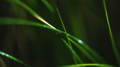 Grass macro leaves 4k wallpaper