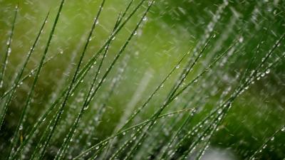 Grass macro snow 4k wallpaper