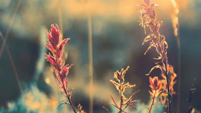 Grass plant sunlight 4k wallpaper