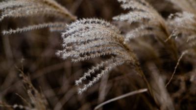 Grass spikelets macro 4k wallpaper