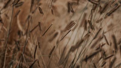 Grass spikelets stems 4k wallpaper