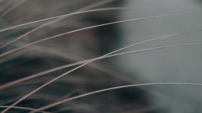 Grass stems macro 4k wallpaper