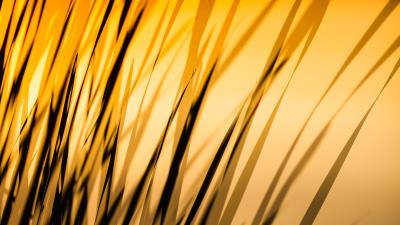 Grass sunset sunlight 4k wallpaper