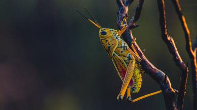 Grasshopper insect branches 4k wallpaper