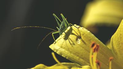 Grasshopper insect leaves sunlight 4k wallpaper