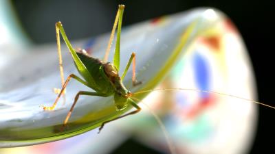 Grasshopper insect plant close up 4k wallpaper