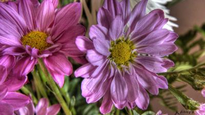 Hdr flower flower 4k wallpaper