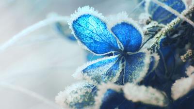Hydrangea frost snow 4k wallpaper