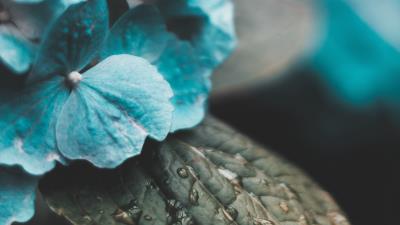 Hydrangea inflorescences drops 4k wallpaper