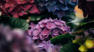 Hydrangea petals close up 4k wallpaper