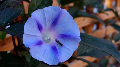 Ipomoea violacea flower insect 4k wallpaper