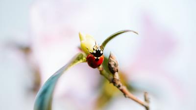 Ladybug branch insect 4k wallpaper