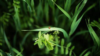 Ladybug grass plants 4k wallpaper