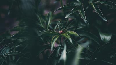 Ladybug insect leaves 4k wallpaper