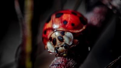 Ladybug insect macro photography 4k wallpaper