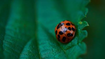 Ladybug leaf macro photography 4k wallpaper