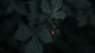 Ladybug leaf plants 4k wallpaper