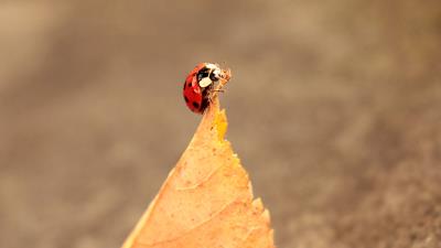 Ladybug leaves autumn 4k wallpaper