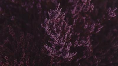 Lavender flowers purple 4k wallpaper