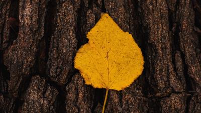 Leaf bark macro 4k wallpaper