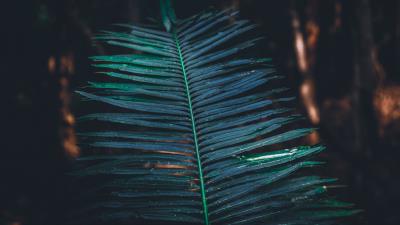 Leaf branch plant 4k wallpaper