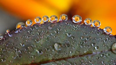 Leaf drops dew flowers reflection 4k wallpaper