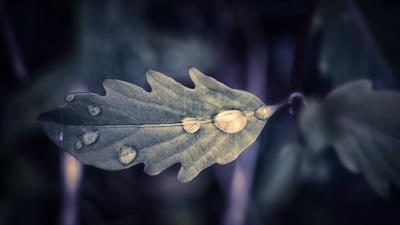 Leaf drops macr 4k wallpaper