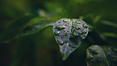 Leaf drops macro 4k wallpaper