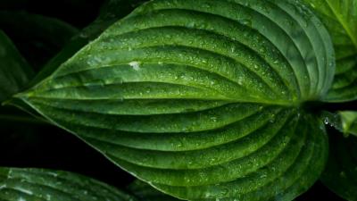 Leaf drops surface photography 4k wallpaper